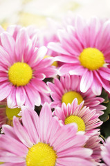 Pink Chrysanthemums background
