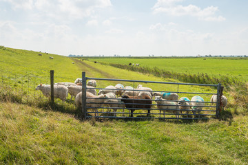 Obraz premium Many sheep behind the gate and the fence