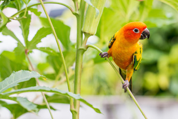 Colorful yellow parrot, Sun Conure (Aratinga solstitialis), stan