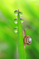 Snail on dewy grass close up