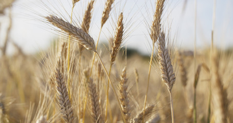 wheat field ready for harvest