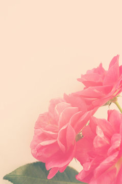 sweet pink rose in vintage color style background
