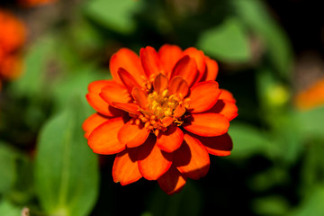 Flower in garden