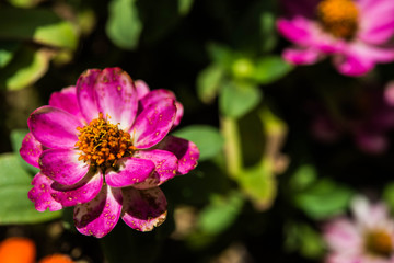 Fototapeta premium Flower in garden