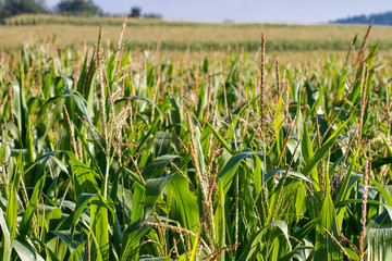 Fototapeta premium Mais (Zea mays) - Maisfeld