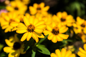 Flower in garden