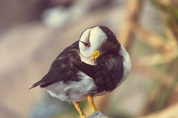 Puffin
