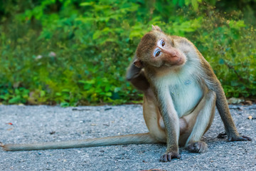 Monkey Khao Ngoo stone Park Ratchaburi, Thailand.