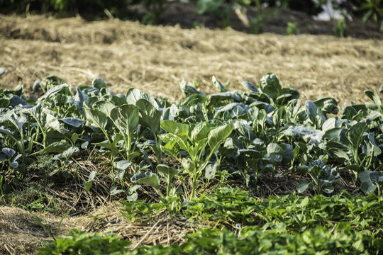 organicsvegetable