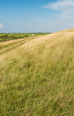 Fototapeta premium Yellowed grass at an embankment in summertime