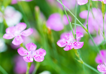 pink flowers