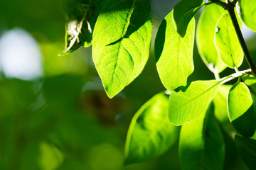 Fototapeta na wymiar green leaves, shallow focus.