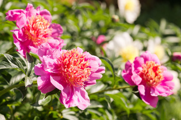 Beds with peonies in a summer garden.