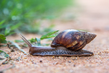 Common Indian Snail