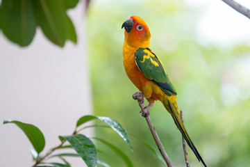Colorful yellow parrot, Sun Conure (Aratinga solstitialis), stan