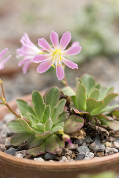 Pink Lewisia Cotyledon Flower
