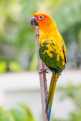 Colorful yellow parrot, Sun Conure (Aratinga solstitialis), stan