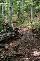 Wald mit Wanderweg