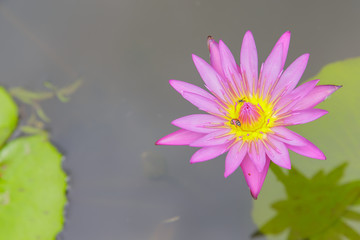 Bee and water lilly flower