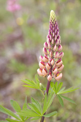 Peach Coloured Lupine Flower