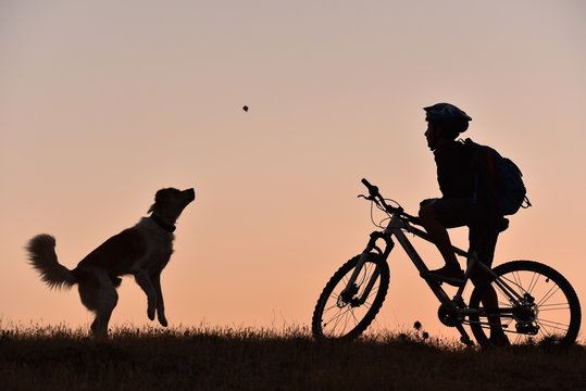bisiklet ile gezerken köpekle karşılaşmak