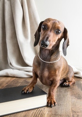 Red dachshund dog on wooden table