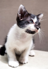 Cute black and white kitten on white floor