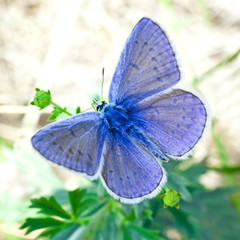  Butterfly closeup