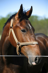 Head shot of a young stallion in the corral