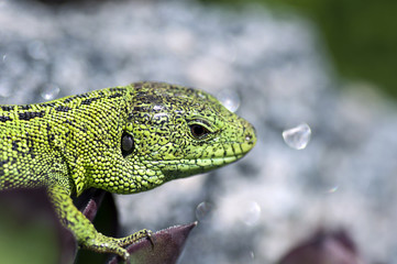 Sand lizard (Lacerta agilis) male close up