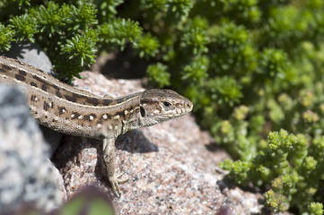 Sand lizard (Lacerta agilis) female