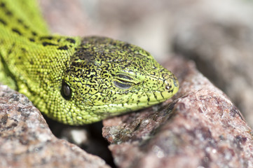Sand lizard (Lacerta agilis) male sunbathing close up