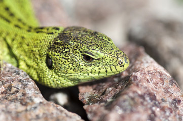 Sand lizard (Lacerta agilis) male close up