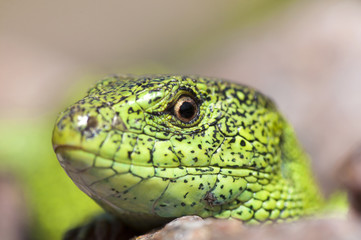 Sand lizard (Lacerta agilis) male close up
