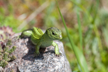 Sand lizard (Lacerta agilis) male