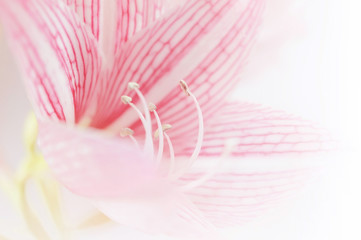 pink lily flower in vintage color background
