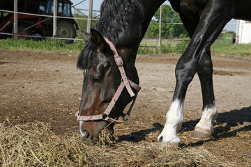 Saddle horse eating hay farmland rural scene