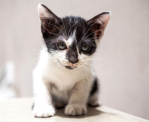Fototapeta na wymiar Cute black and white kitten on white floor