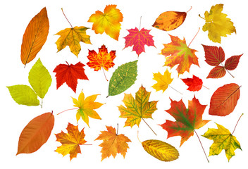 collection beautiful colourful autumn leaves isolated on white