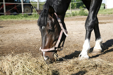Young saddle horse eating hay at a farm