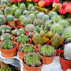 cactus,cactus plant in flowerpot
