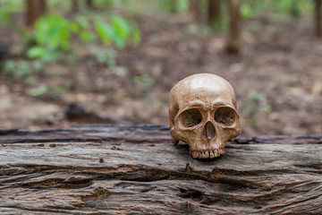 The skull is placed on the timber