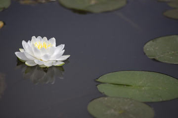 Obraz na płótnie Canvas White Waterlily on Dark Pond