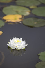 White Waterlily on Dark Pond