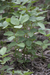 Closeup of Soybean Plants