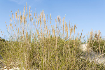 Obraz premium Vegetation of shifting dunes