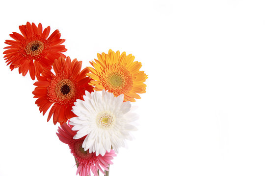 Fototapeta Photograph of White , Red , Yellow and Pink daisy flowers together , photographed against white background