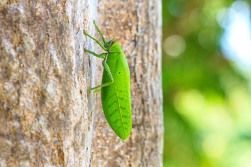 grasshopper macro on tree