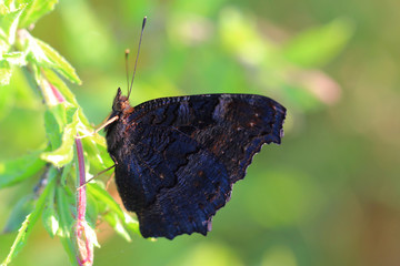 Naklejka premium Butterfly - European Peacock (Inachis io) resting on grass
