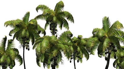 Coconut palm - isolated on white background
